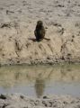 01 babouin au point d eau